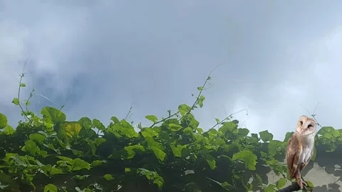 Barn Owl under Cloudy Sky Stock Footage 305549917