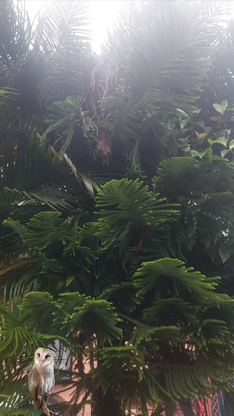 Barn Owl under Cookpine Tree Stock Footage 304610867