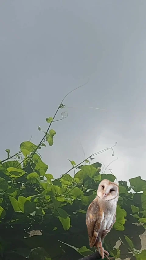Barn Owl under Grey Sky, Vertical Stock Footage 305625467