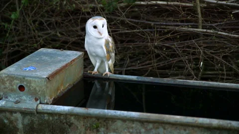 Barn Owl on water container Stock Footage 243015001