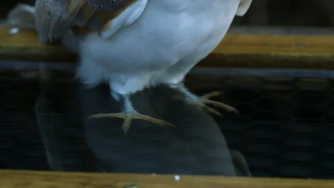 Barn Owl on water trough Stock Footage 243014447