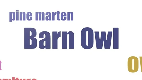 Barn Owl Word Cloud Animated Isolated On White Stock Footage 107205144