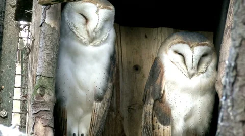 Barn Owls Stock-Footage 4153482