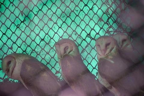 Barn owls perched together behind protective mesh Stock Photos