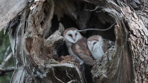 Barn owls in tree Stock Footage 306795699