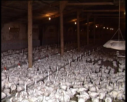 Barn reared chicken 2 Video stock 729511