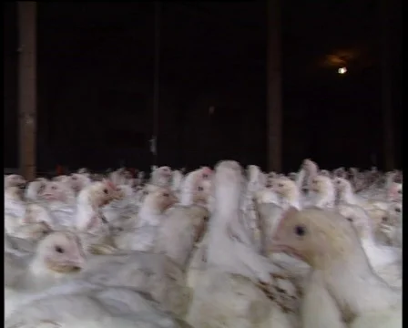 Barn reared chicken Video stock 729515