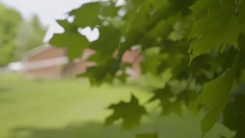 Barn Reveal Through Leaves Stock Footage 329613428
