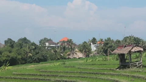 Barn on a Rice Field Stock Footage 67532386