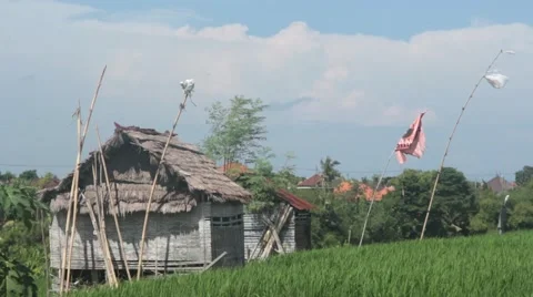 Barn on a Rice Field Stock Footage 67532740