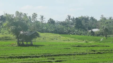 Barn on a Rice Field Stock Footage 67532778