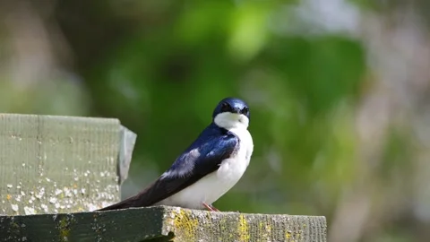 Barn Shallow 스톡 동영상 279319961