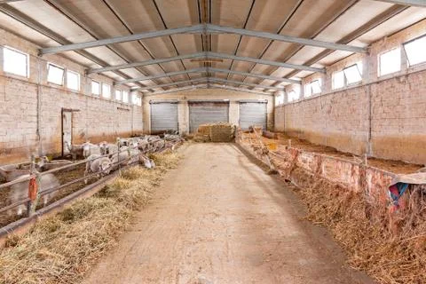 Barn of sheep Stock Photos