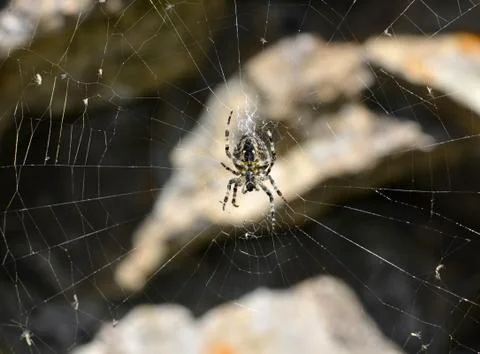 A barn spider at the centre of a web Stock Photos