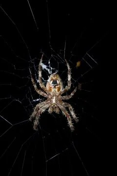 Barn spider at night Stock Photos