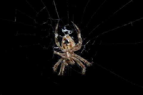 Barn spider at night Stock Photos