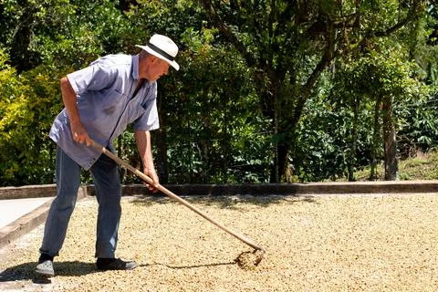 Barn spreading coffee for drying. Coffee farmer drying coffee. Latin farmer with Stock Photos