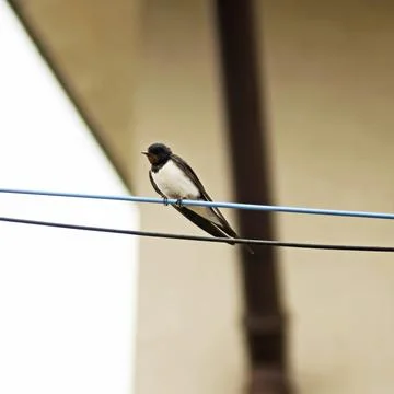 Barn on a Sting Stock Photos