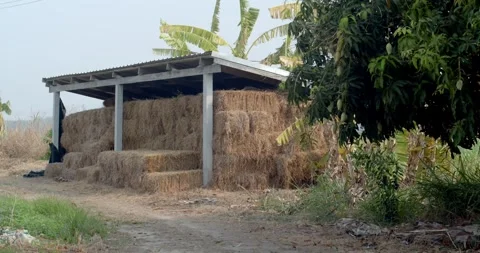 Barn for storing straw.Square bales of straw. Stock Footage 273173871