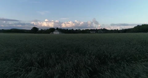 A barn surrounded by a wheat field in the rural Pennsylvania countryside during  Video stock 133732092
