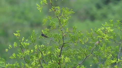 Barn Swallow Active on Ground Near Wild Jujube Tree Vídeos de archivo 342580822