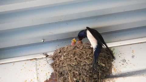 Barn swallow and chicks in the nest Stock Footage 297504636