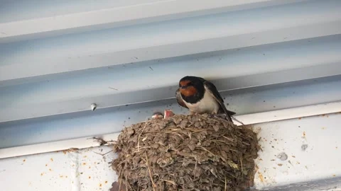 Barn swallow and chicks in the nest, 4K video footage Video stock 297505203