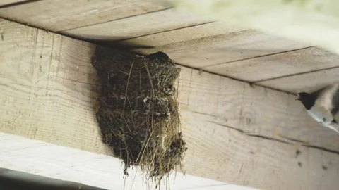 Barn Swallow approaches a nest Stock Footage 244807744