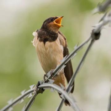 Barn Swallow on Barbed Wire: A Tiny Singer's Resilience Foto stock