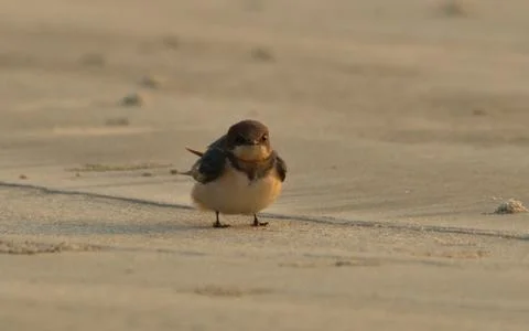 Barn swallow in beach Stock Photos