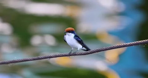 Barn swallow bird on a cable with colorful flowing water behind. Stock Footage 264011857