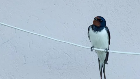 Barn swallow bird on electricity cable in front of wall Vidéo 200043908