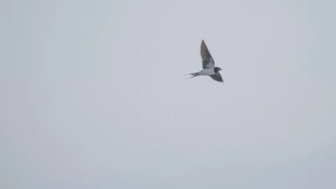 Barn swallow bird in flight in slow motion, bird flying Stock Footage 313272207