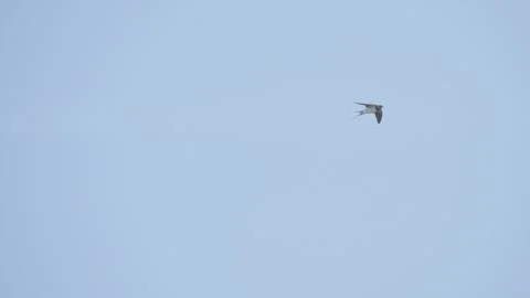Barn swallow bird flying in sky in slow motion, bird in flight Stock Footage 275085160