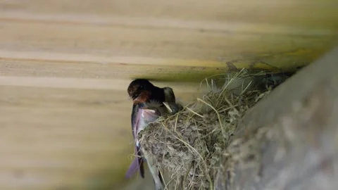 Barn swallow bird guards its hungry baby chicks begging with open yellow beaks Stock Footage 339827348