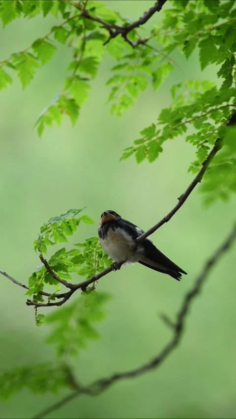 Barn swallow bird perched on a green leafy tree branch looking back Vidéo 330035280