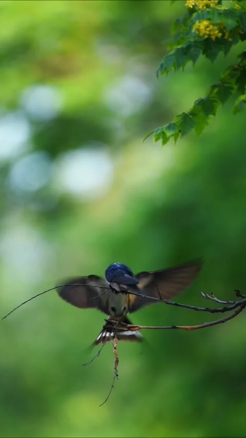 Barn swallow bird perched on a thin tree branch Stock Footage 330035210