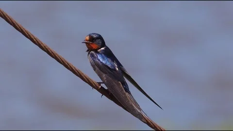 Barn Swallow Bird Perching on Rusty Wire Cable with Blue Background Видео 328440612