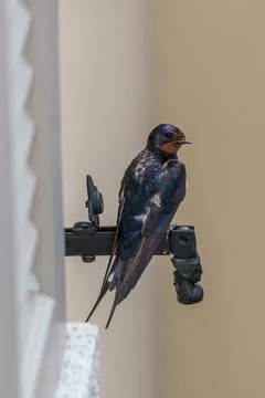 Barn swallow bird perching on a security camera bracket Stock Photos