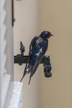Barn swallow bird perching on window shutter hardware Stock Photos