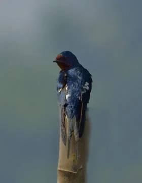 Barn swallow bird Stock Photos