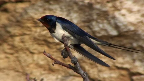 Barn Swallow Bird Singing and Chirping Vidéo 102604922