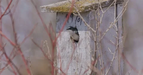 Barn Swallow In Birdhouse Stock Footage 235003901