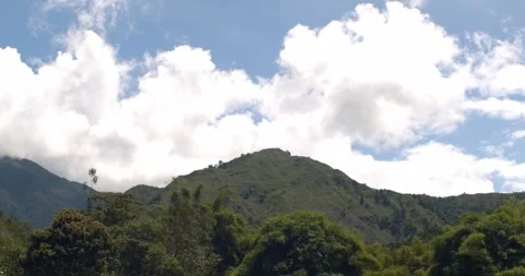 Barn swallow birds flying over a bamboo forest canopy and a beautiful mountain l Stock Footage 242589616