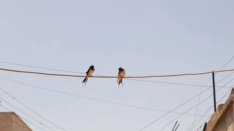 Barn swallow birds resting on wire sunbathing under clear sky nature 스톡 동영상 332215652