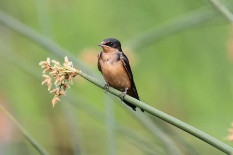 Barn swallow on a branch Stock Photos