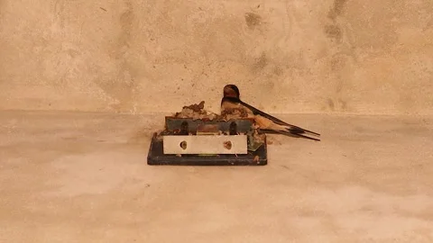 Barn Swallow Carrying Mud and Building Nest on Wall. birds Stock Footage 325569174