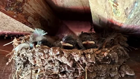 Barn swallow chicks chirping and resting inside a mud nest on a wooden beam Stock Footage 346580320