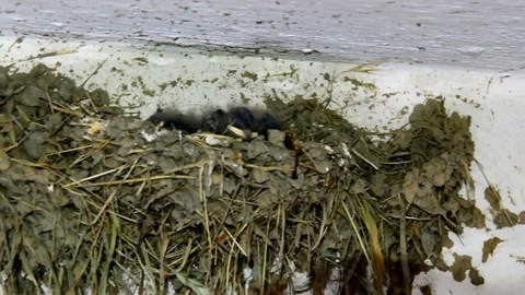 Barn swallow chicks Hirundo Rustica chirping in their nest in garage Stock Footage 78065304