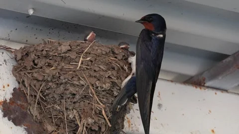 Barn swallow with chicks in the nest. 4x slow motion Stock Footage 297491211